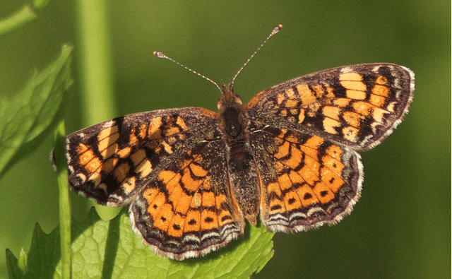The Butterfly Conservatory at AMNH