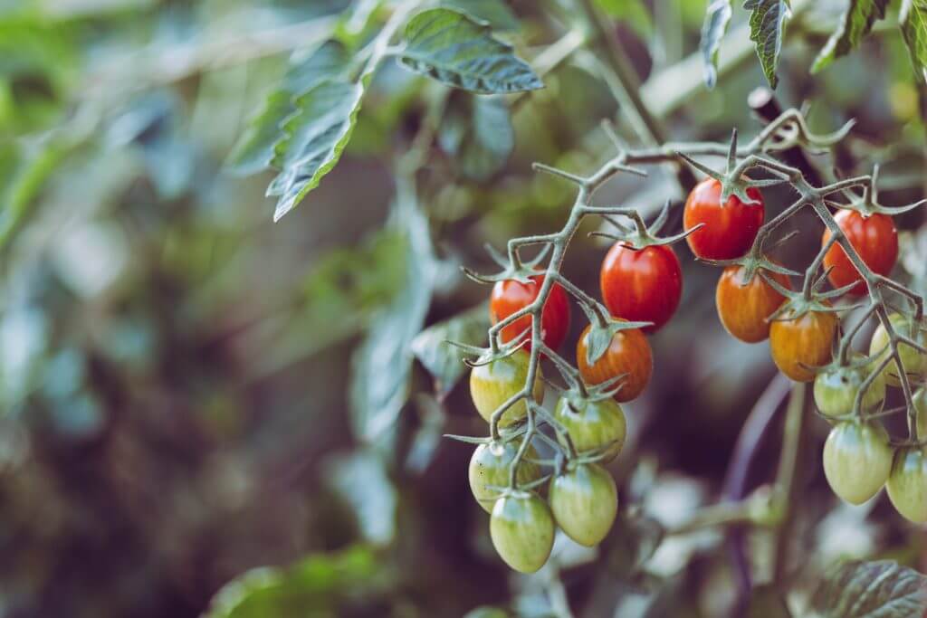 tomatoes on a vine