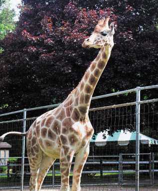 Jack sticks his neck out!