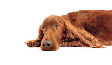 Spying canine under covers