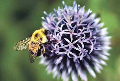 The buzz on bee stings