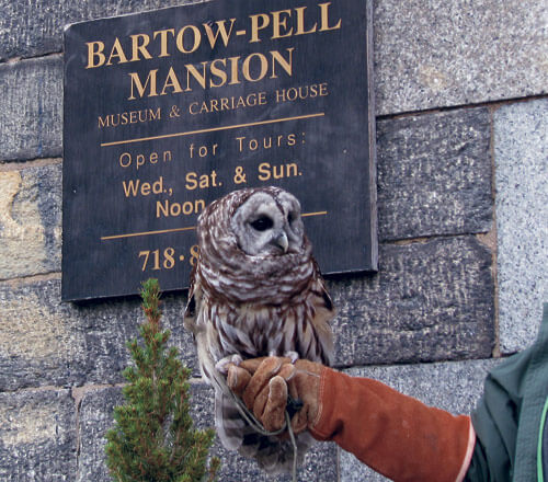 Owl eyes on Bartow Pell Mansion