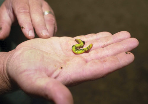 Worm welcome: Learn more at the Queens Botanical Garden