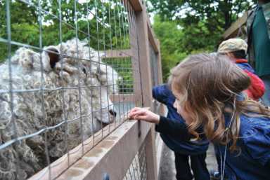 Sheep thrills!