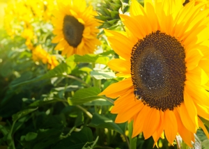 1395205_sunflower-field