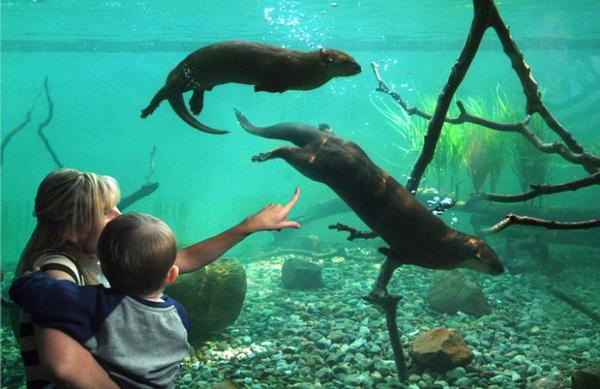 The Bronx Zoo