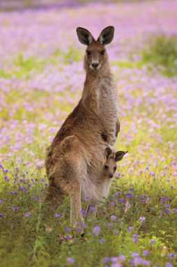 Infant care borrowed from marsupial a boone to baby