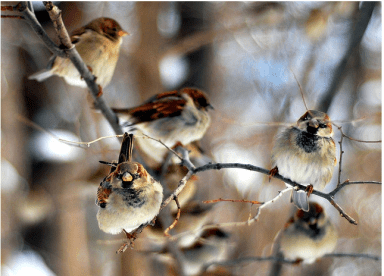 birds in central park