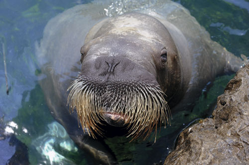 A 5k run at the New York Aquarium in support of walruses