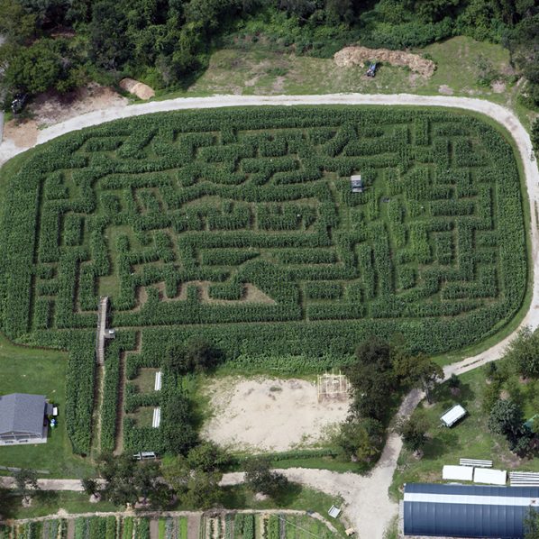 aerial view of a corn maze