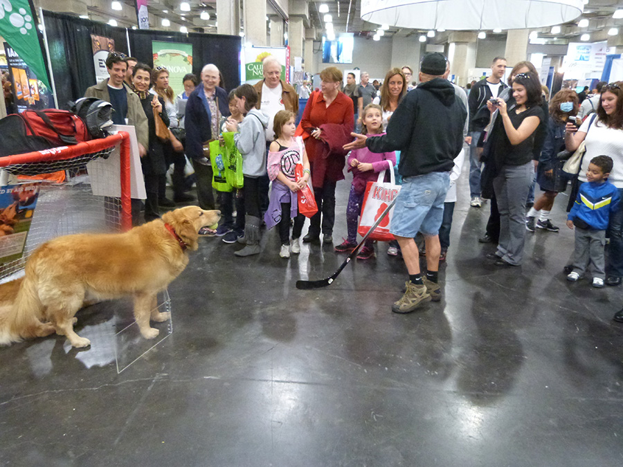 A Daddy Dog Lover Returns To Meet The Breeds New York Family
