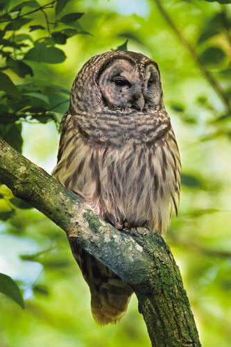 ‘Whoo’ would miss Owl Prowl?