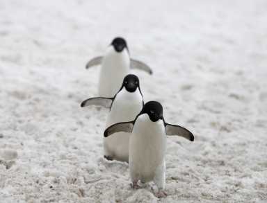 antartica 2
