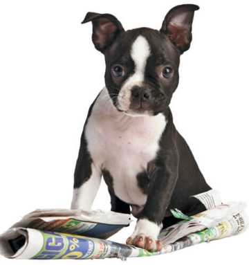 Paws to consider: How to tell if your pet is sick