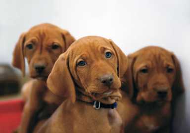Can pets be good for the new baby?