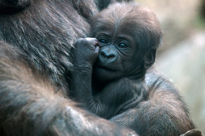 Go to the Bronx Zoo & the New York Aquarium 