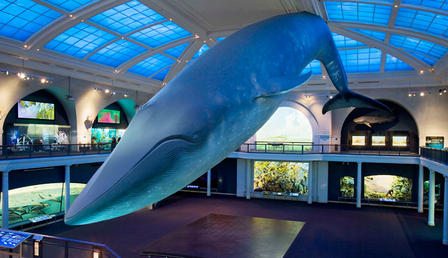 Go to the American Museum of Natural History 