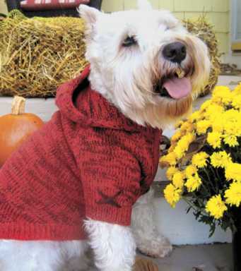 Wag-nificent fashions for Fido and Fiffy
