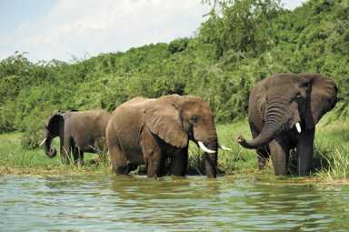 Exercise to save the elephants