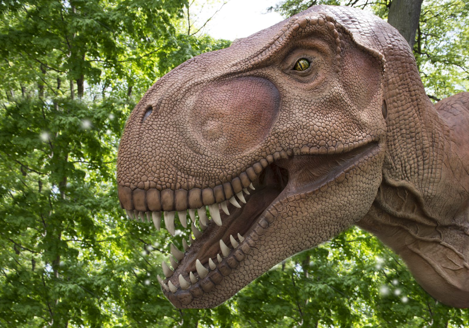 Bronx Zoo (Dinosaur Safari) — photo by Julie Larsen Maher