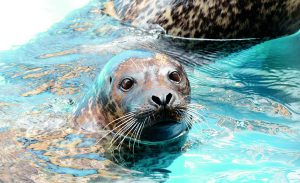 New York Aquarium -- photo by Julie Larsen Maher