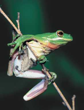 Leapen’ lizards, it’s Frog Day!