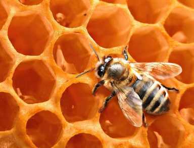honeycomb-bee