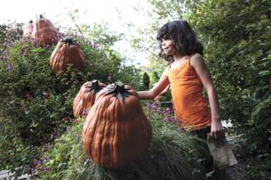 Haunted pumpkins, oh my!