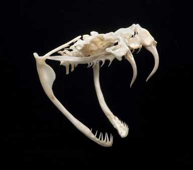 The-Power-of-Poison-AMNH-AMNH-C.-Chesek1