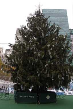 BryantParkTree