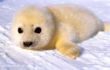 Seal