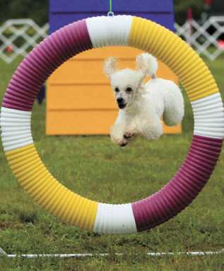 Dogs compete for agility in this new contest