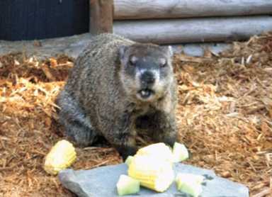When will winter end? Find out on Groundhog Day at the Staten Island Zoo.