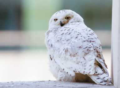Take a stroll through the park and search for owls