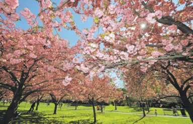 April showers bring in the spring flowers