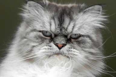 angry cat