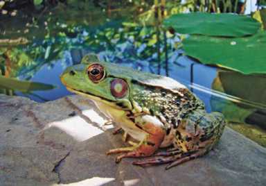 Lizards, frogs and snakes – oh my!