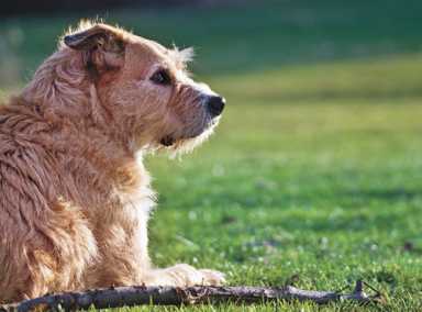 Preventing bites in the dog days