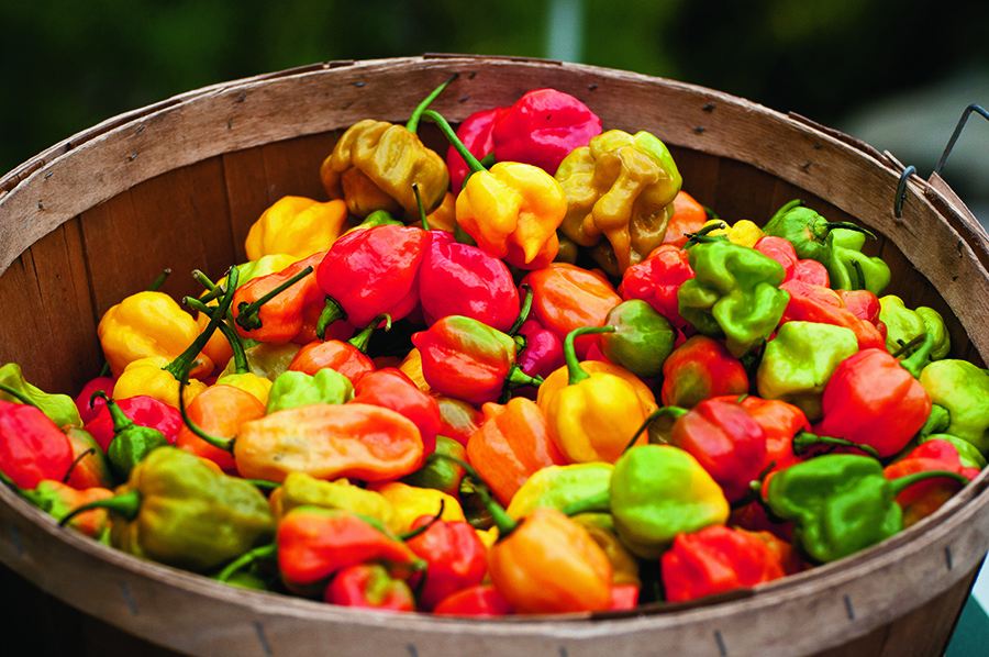 The BBG Chile Pepper Festival