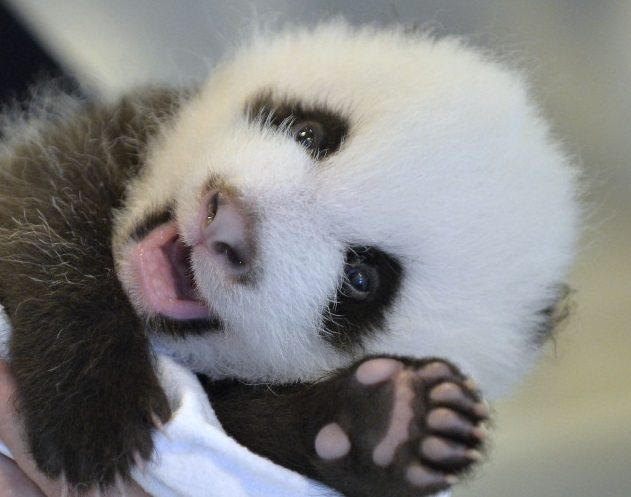 Baby Panda