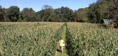 Maze2012