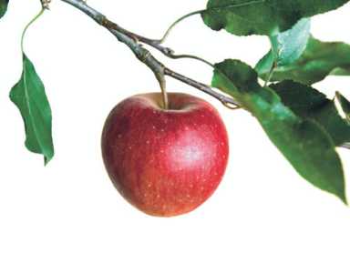 Apple picking around the Big Apple