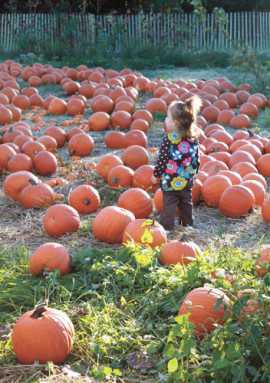Take a hayride and pick the perfect pumpkin