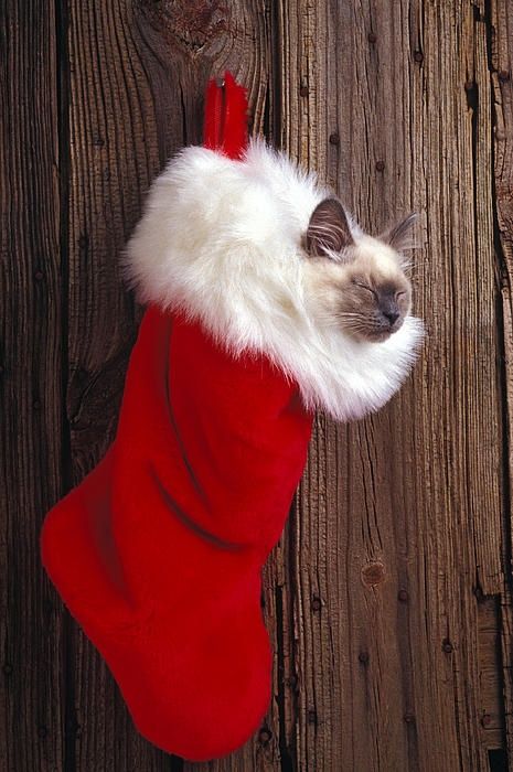 Sweet Siamese Kitten