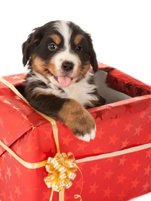 Christmas present with dog