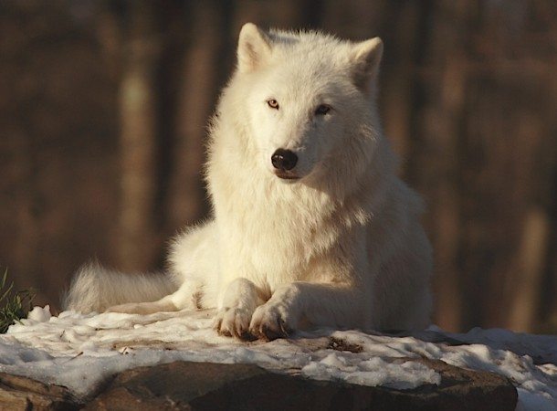 Live Encounter With A Wolf at AMNH 