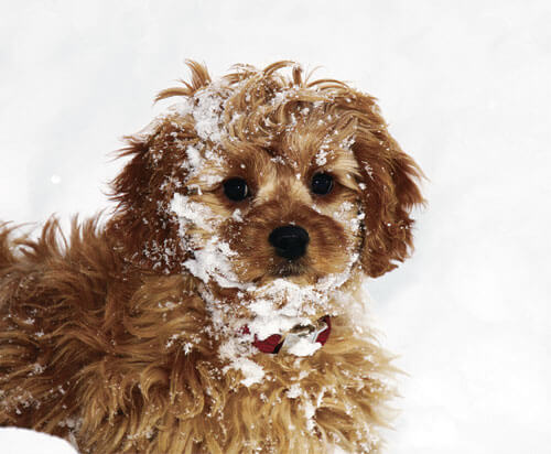 Ten vital cold-weather tips for pet owners