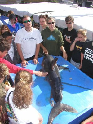 Whale Camp 