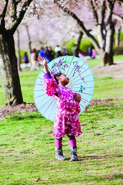 Sakura Matsuri Cherry Blossom Festival a the Brooklyn Botanic Garden