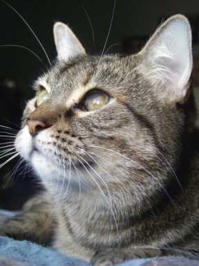 Saying ‘goodbye’ to a beloved pet